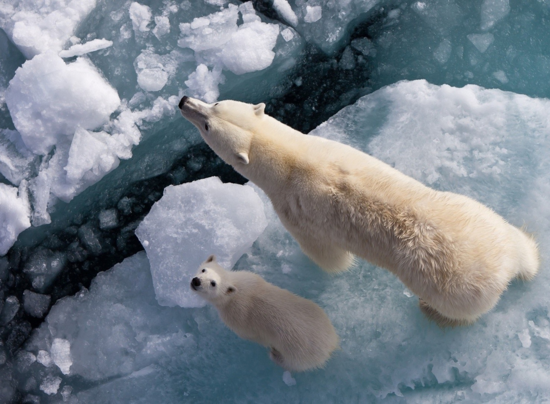 Fondo de pantalla Polar Bears 1920x1408