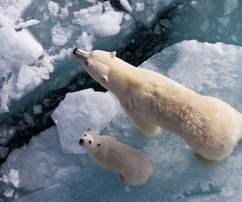 Fondo de pantalla Polar Bears 480x400