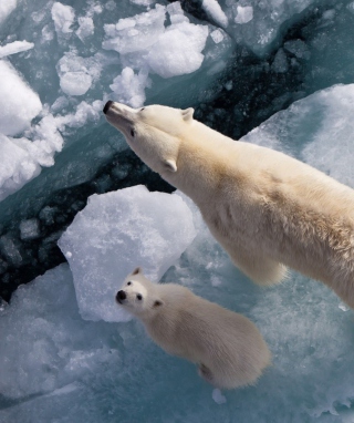Polar Bears - Obrázkek zdarma pro 360x640