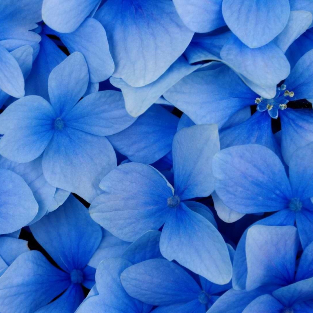 Обои Blue Flowers 1024x1024