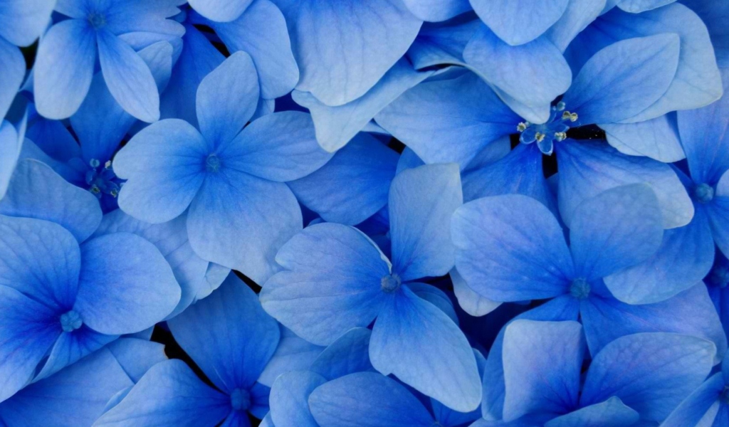 Screenshot №1 pro téma Blue Flowers 1024x600