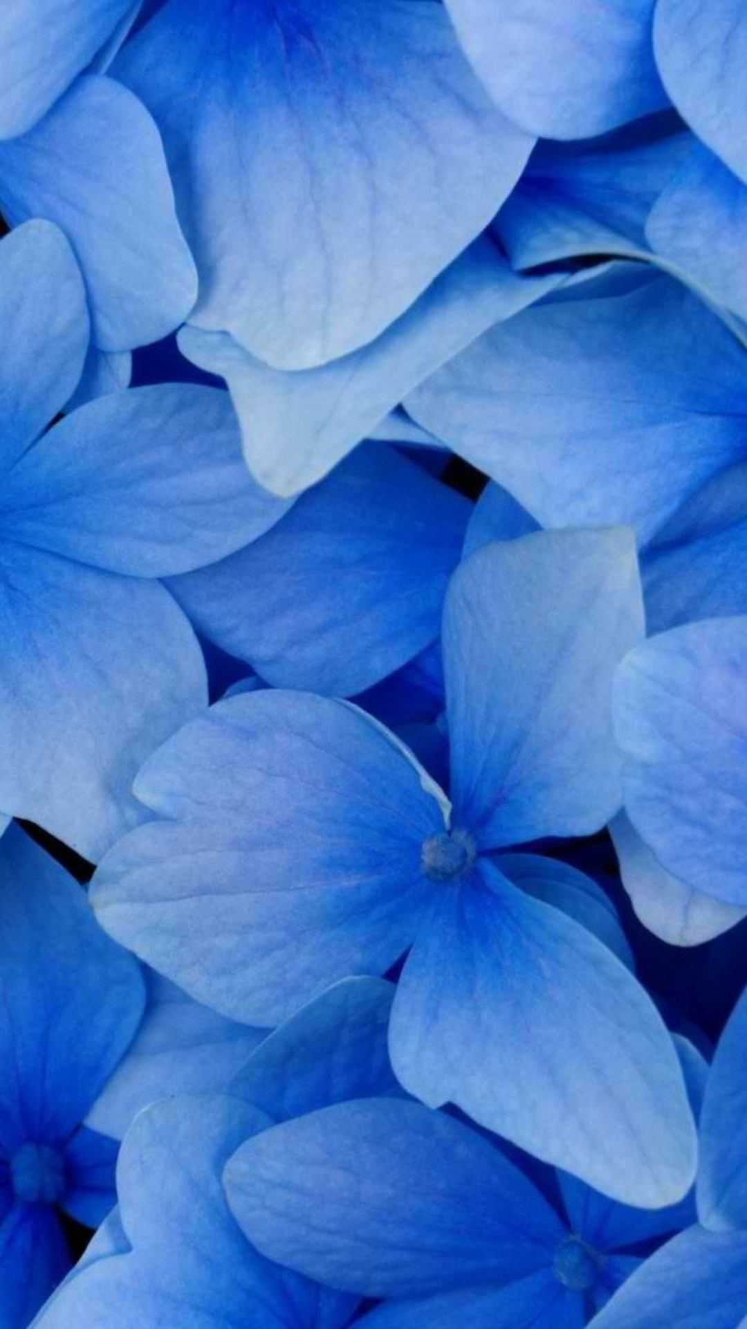 Screenshot №1 pro téma Blue Flowers 1080x1920