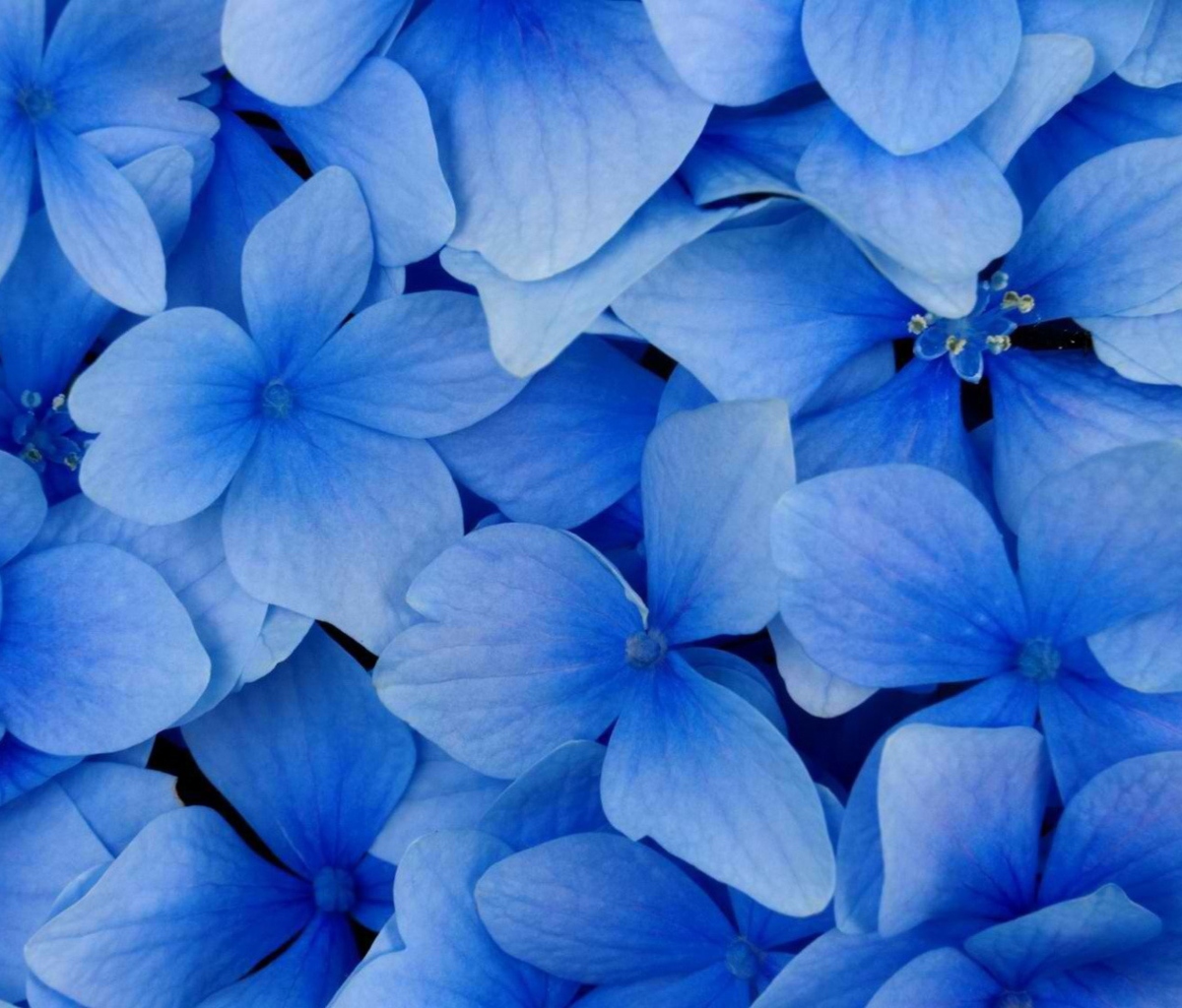 Blue Flowers screenshot #1 1200x1024