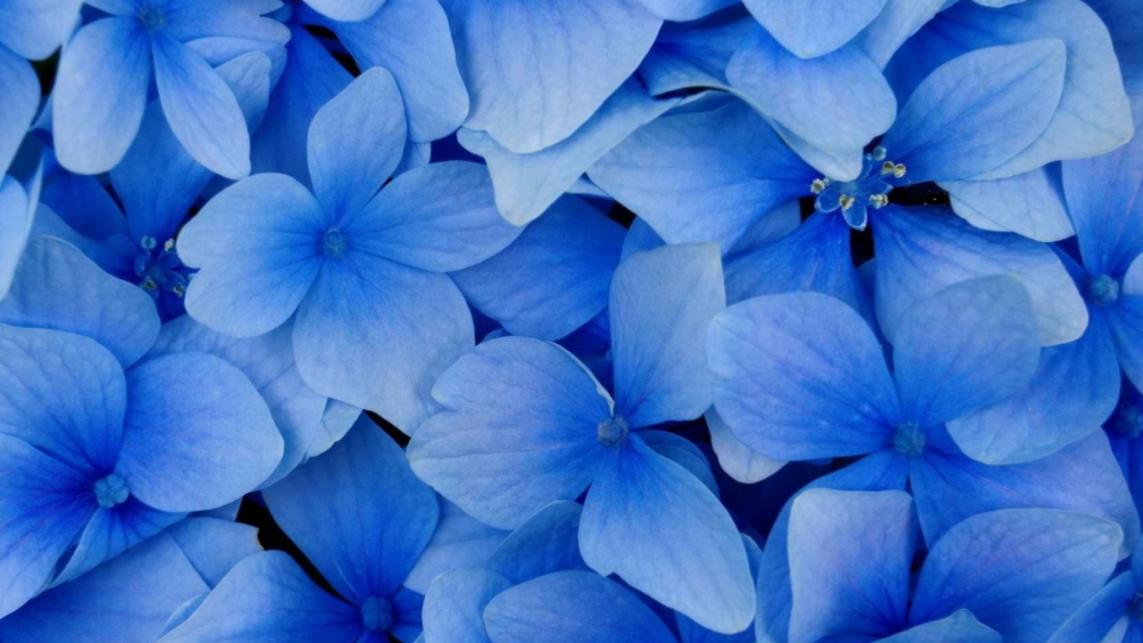 Das Blue Flowers Wallpaper 1280x720