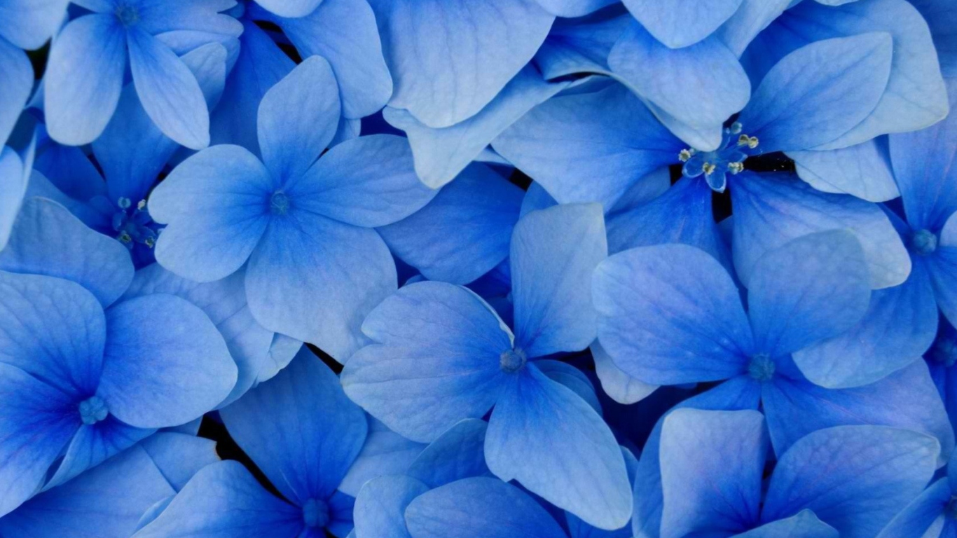 Screenshot №1 pro téma Blue Flowers 1366x768