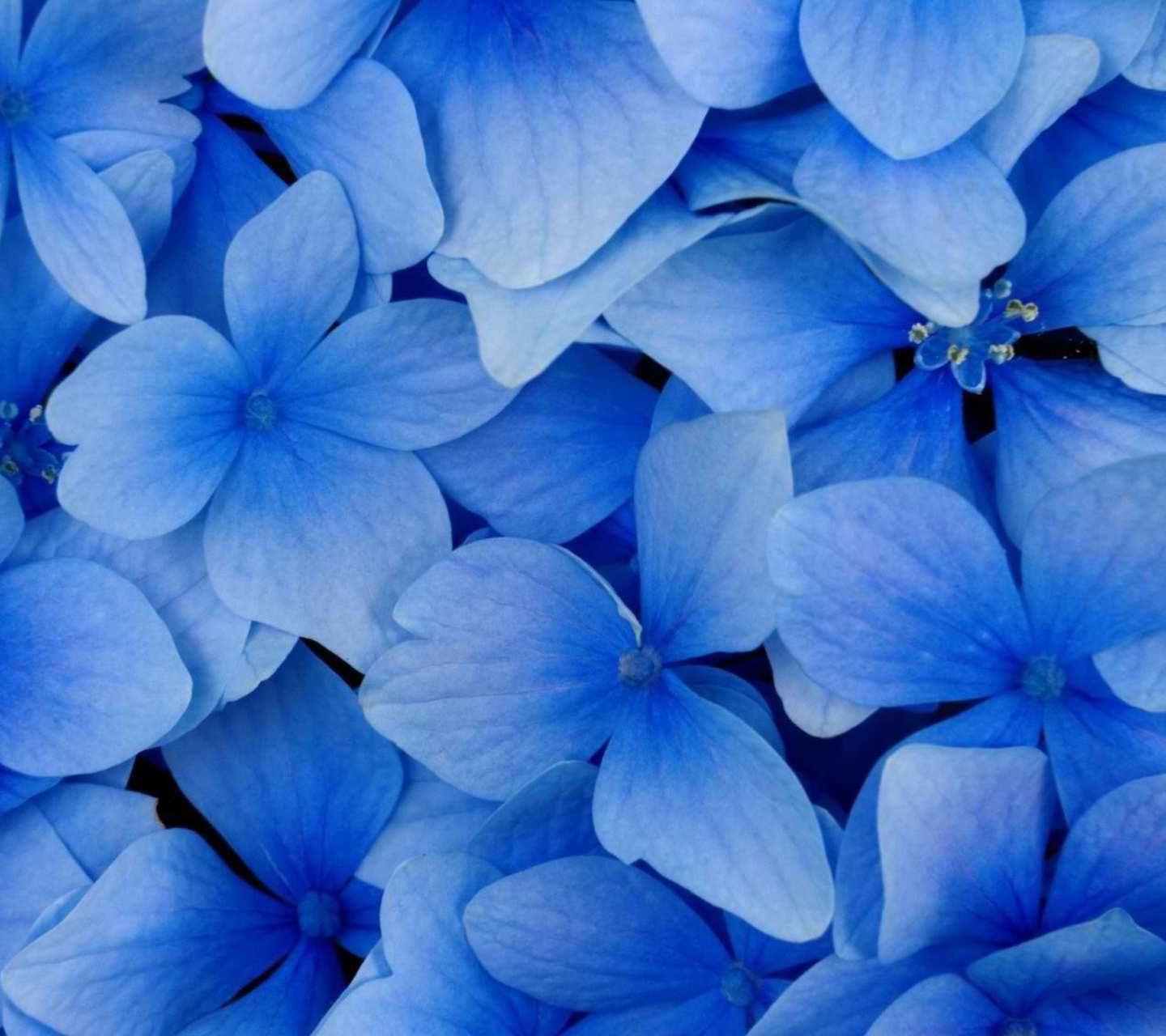Screenshot №1 pro téma Blue Flowers 1440x1280