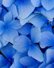 Das Blue Flowers Wallpaper 176x220