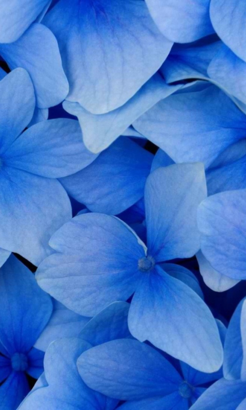 Screenshot №1 pro téma Blue Flowers 480x800