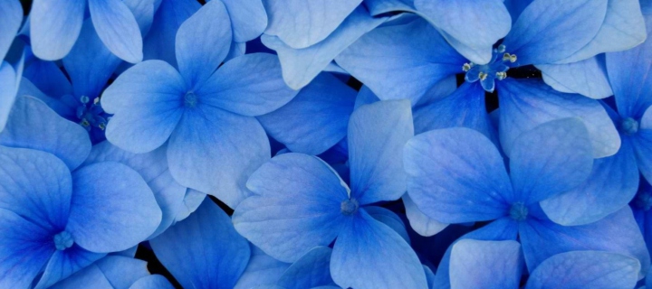 Screenshot №1 pro téma Blue Flowers 720x320