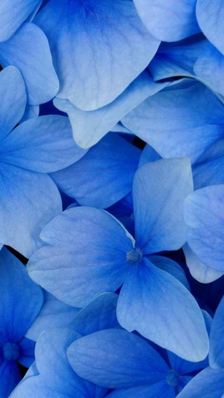 Screenshot №1 pro téma Blue Flowers 750x1334