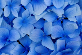 Blue Flowers - Obrázkek zdarma pro Desktop Netbook 1366x768 HD