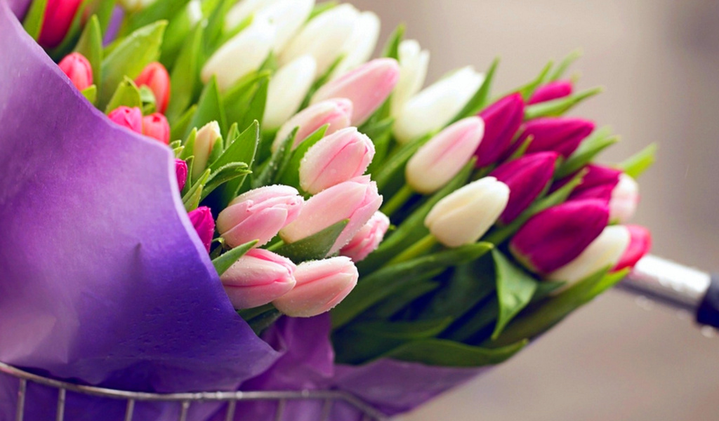 Tulips for You wallpaper 1024x600