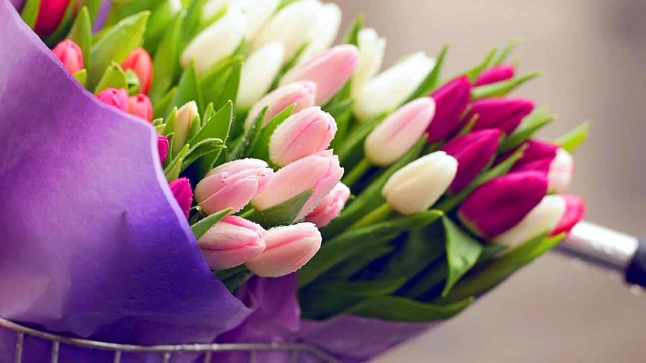 Обои Tulips for You 1280x720