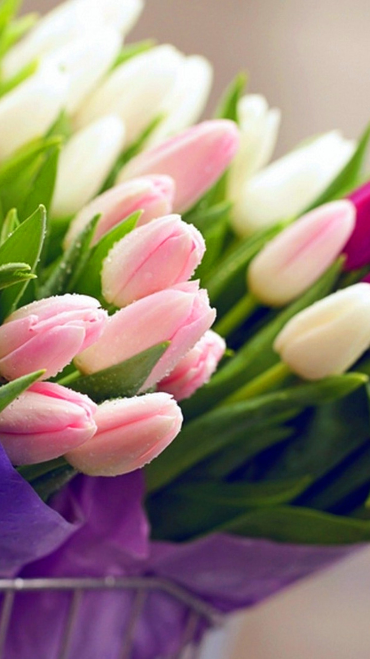 Tulips for You wallpaper 750x1334