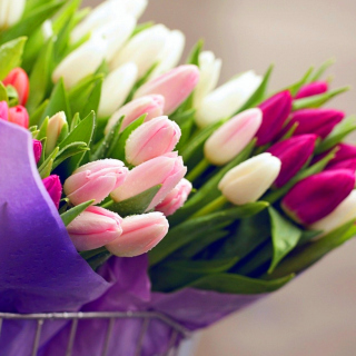 Tulips for You sfondi gratuiti per iPad