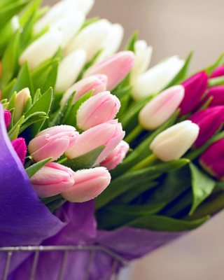 Обои Tulips for You на телефон Nokia X3-02