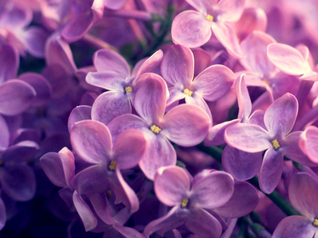 Fondo de pantalla Lilac Flowers 1024x768
