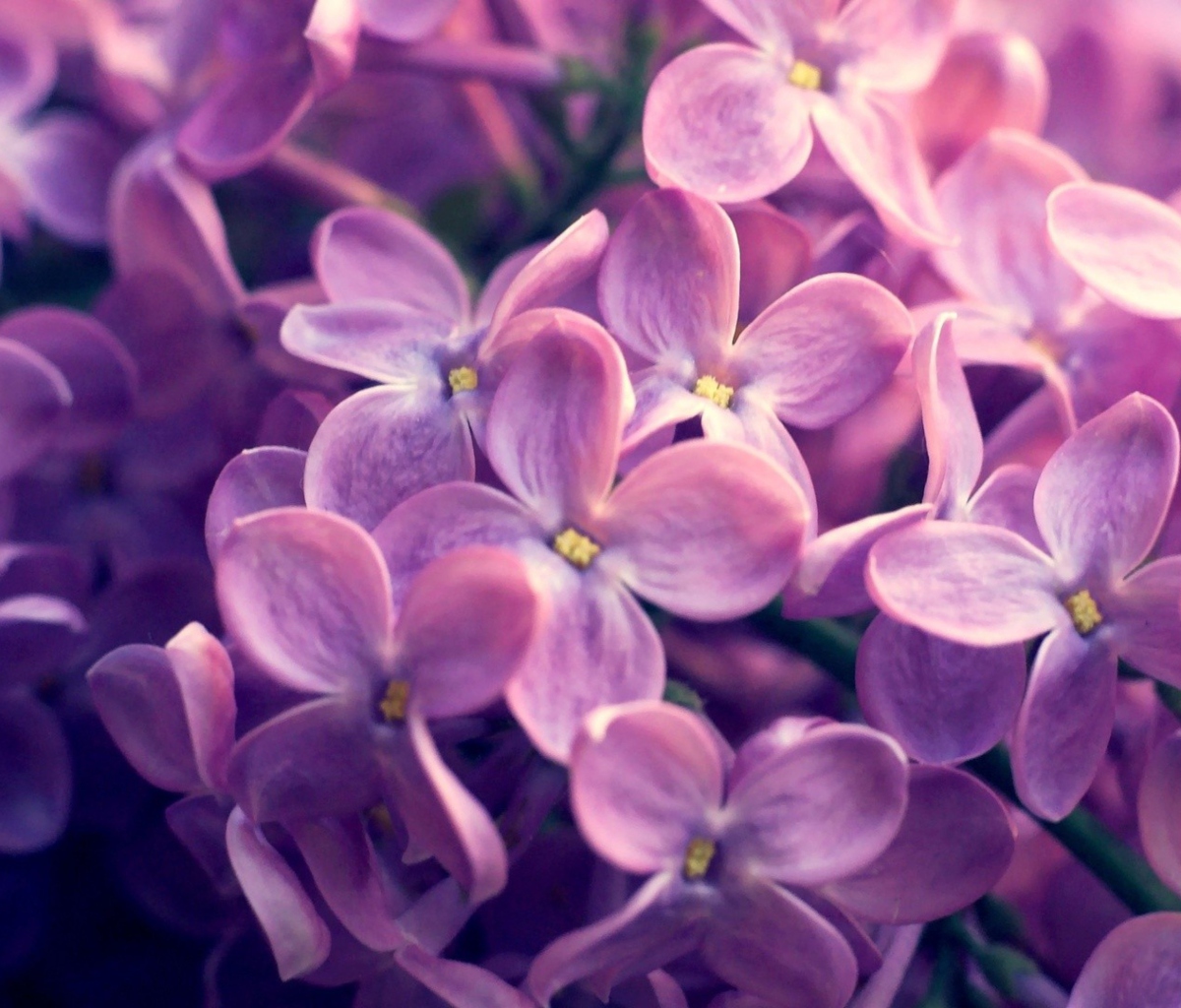 Screenshot №1 pro téma Lilac Flowers 1200x1024