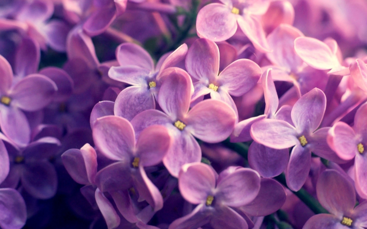 Sfondi Lilac Flowers 1280x800