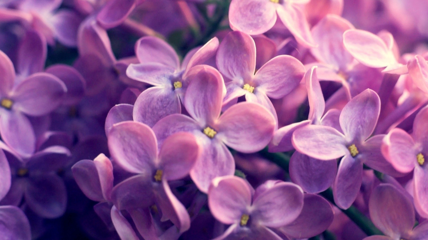Screenshot №1 pro téma Lilac Flowers 1366x768