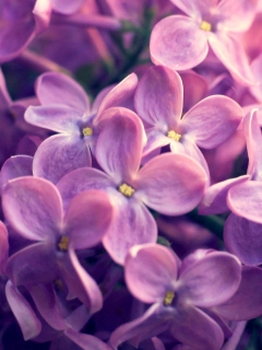 Screenshot №1 pro téma Lilac Flowers 240x320