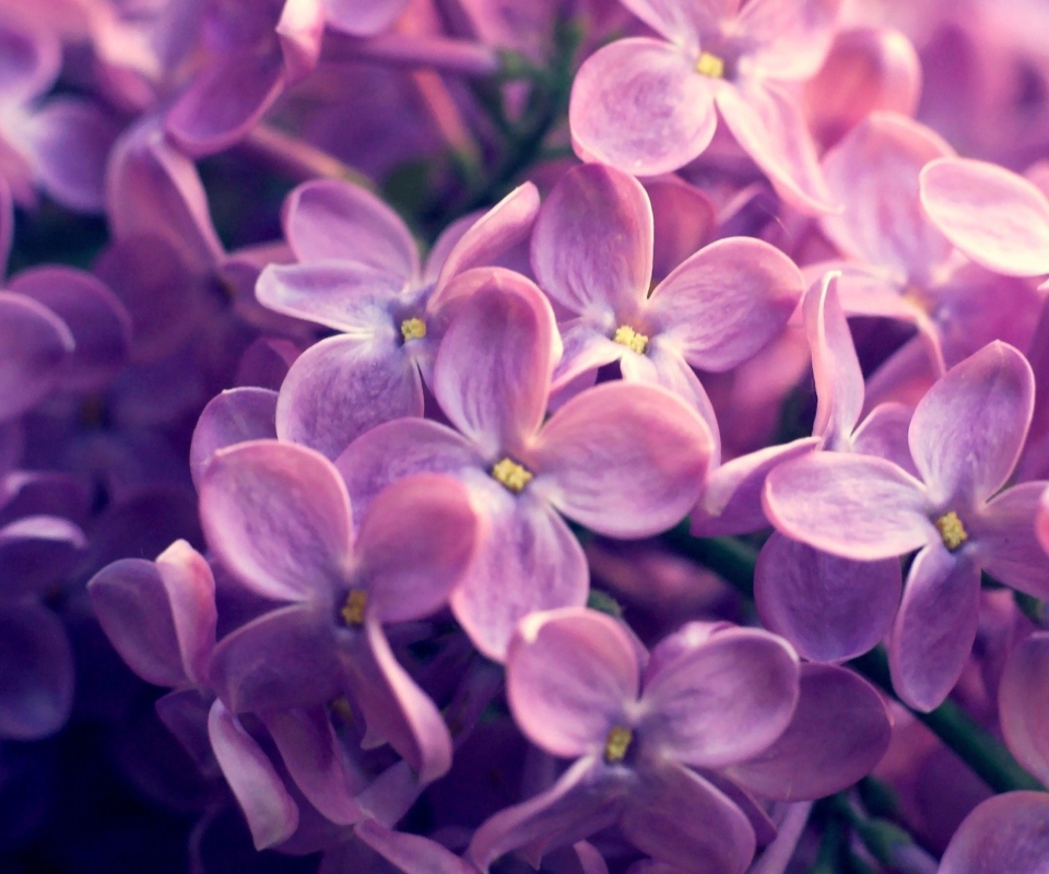 Screenshot №1 pro téma Lilac Flowers 960x800