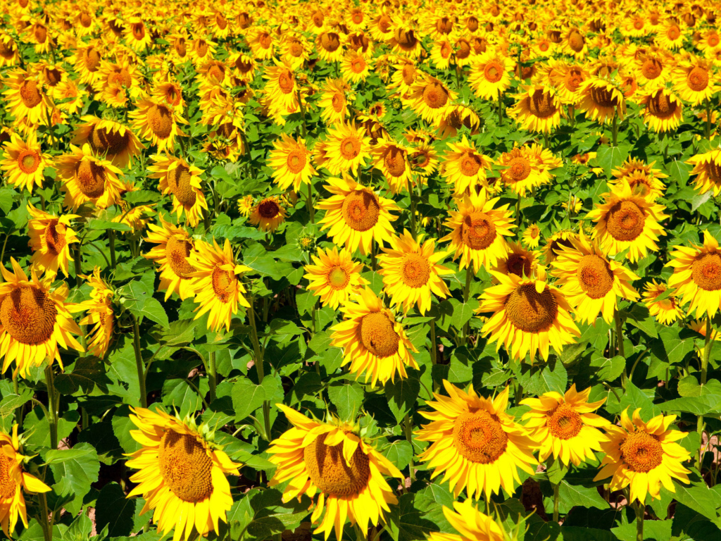 Golden Sunflower Field wallpaper 1024x768