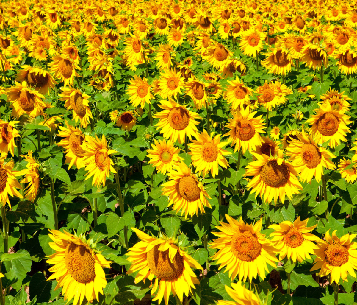 Golden Sunflower Field wallpaper 1200x1024