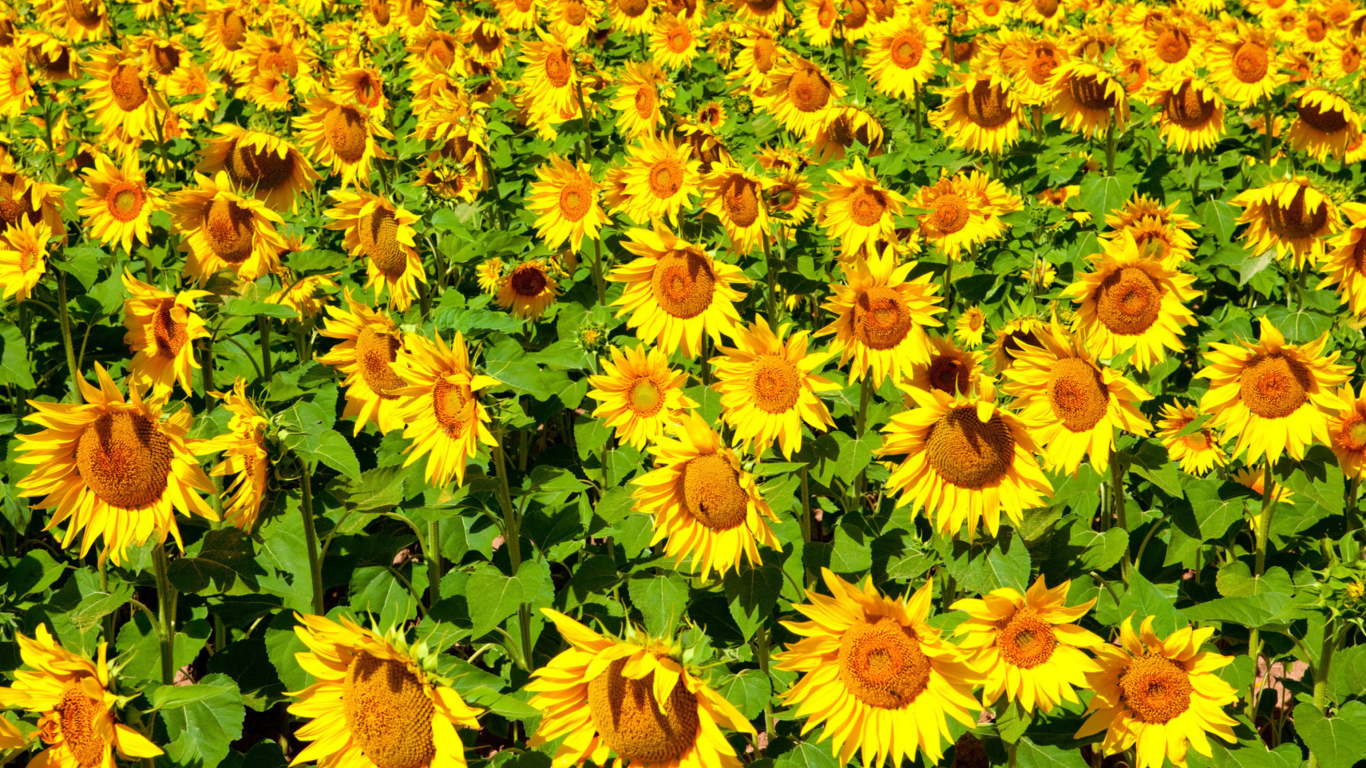 Golden Sunflower Field wallpaper 1366x768