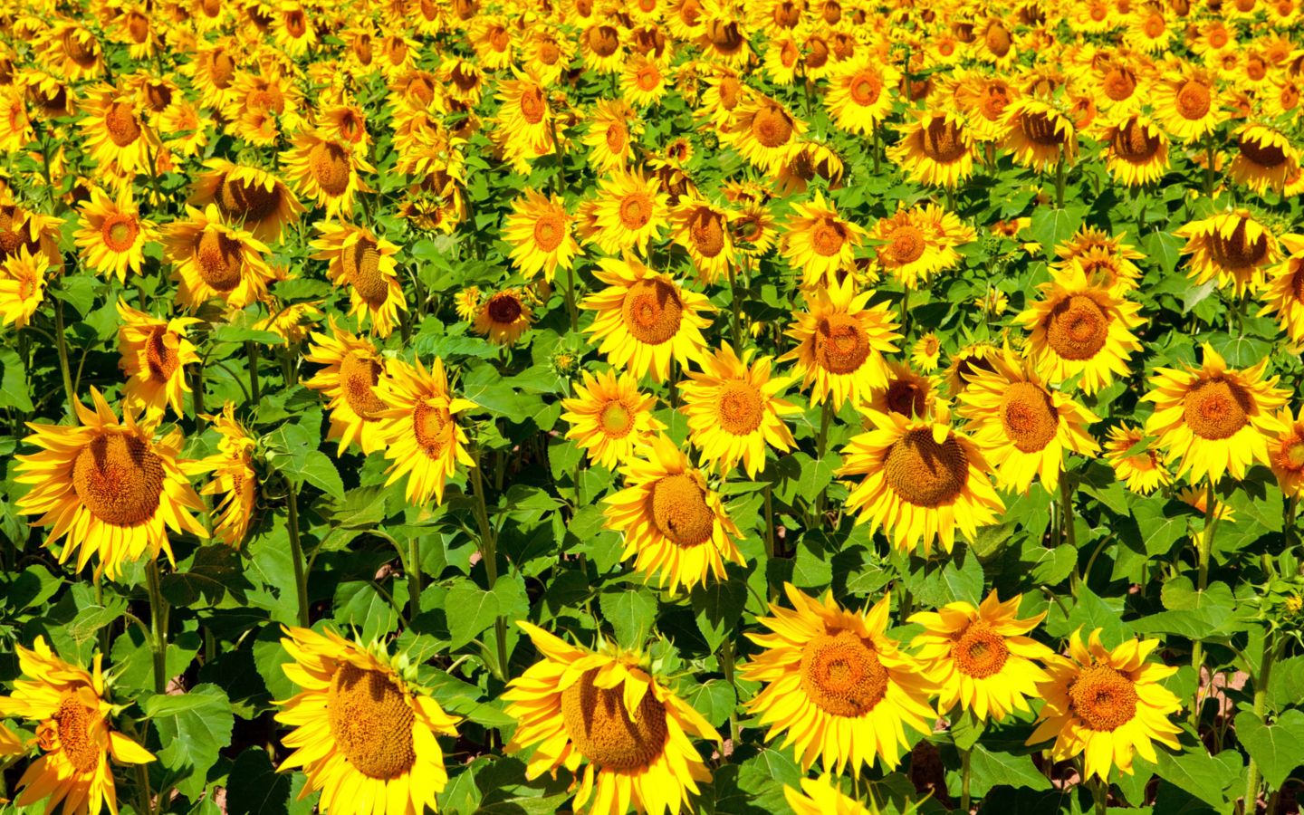Golden Sunflower Field wallpaper 1440x900