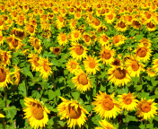 Golden Sunflower Field wallpaper 176x144