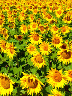 Обои Golden Sunflower Field 240x320