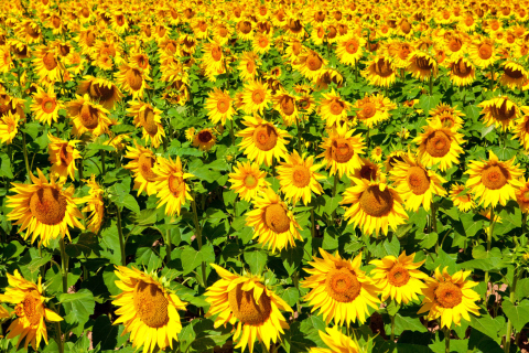 Fondo de pantalla Golden Sunflower Field 480x320