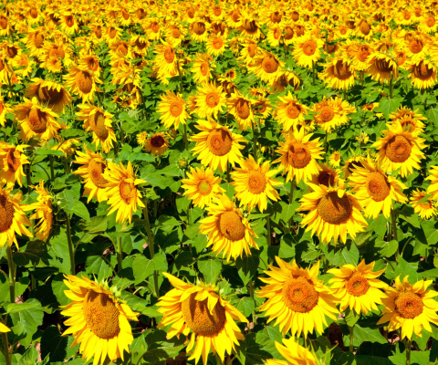 Golden Sunflower Field wallpaper 480x400