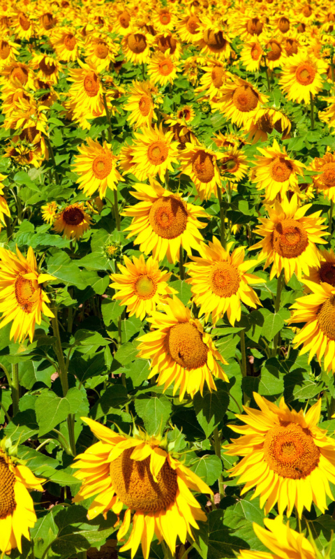 Das Golden Sunflower Field Wallpaper 480x800