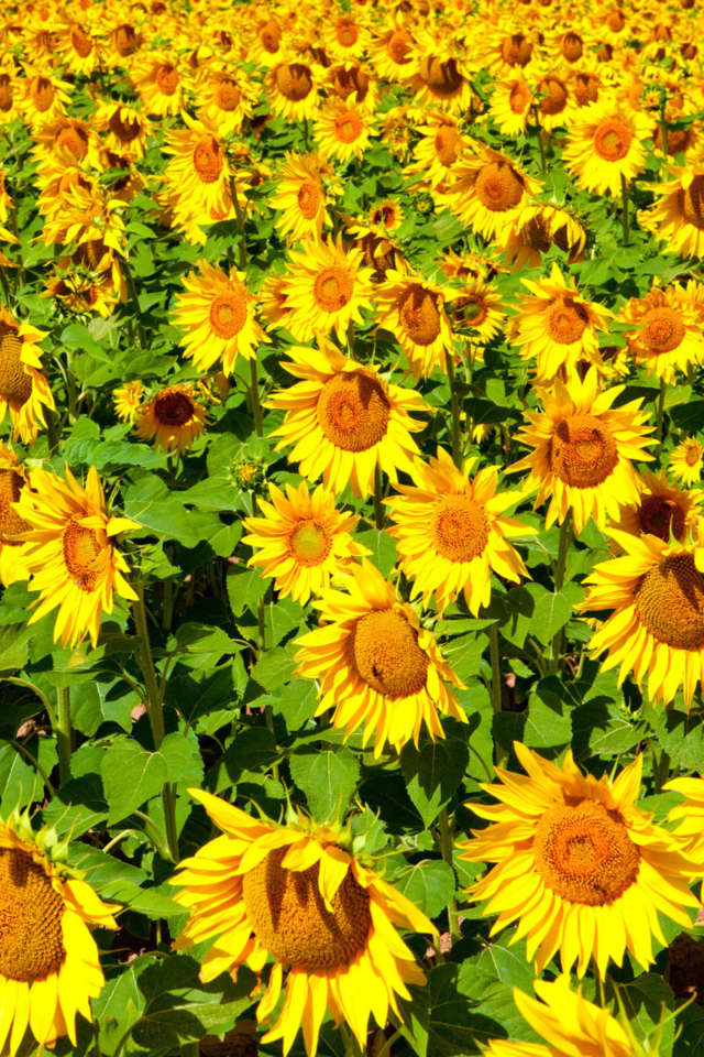 Golden Sunflower Field wallpaper 640x960