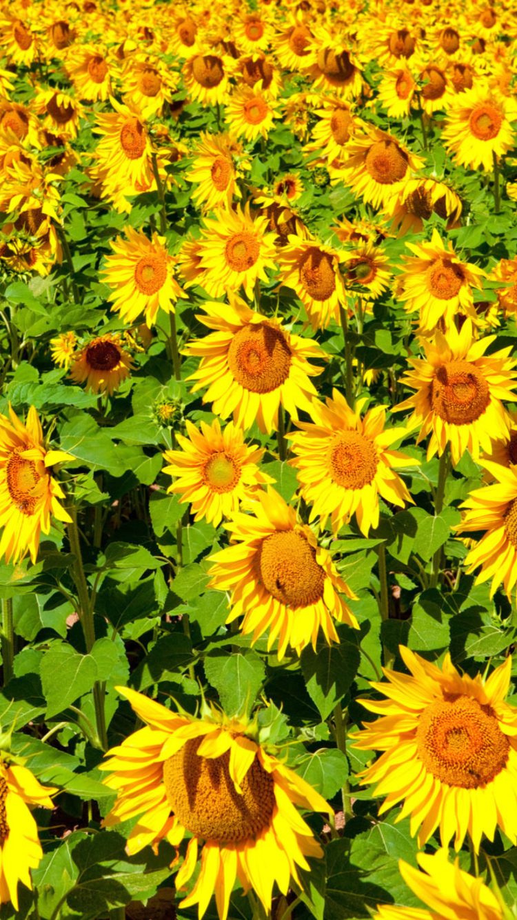 Golden Sunflower Field wallpaper 750x1334