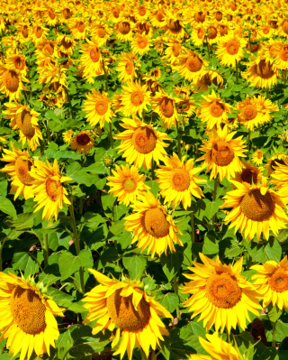 Golden Sunflower Field - Obrázkek zdarma pro 132x176
