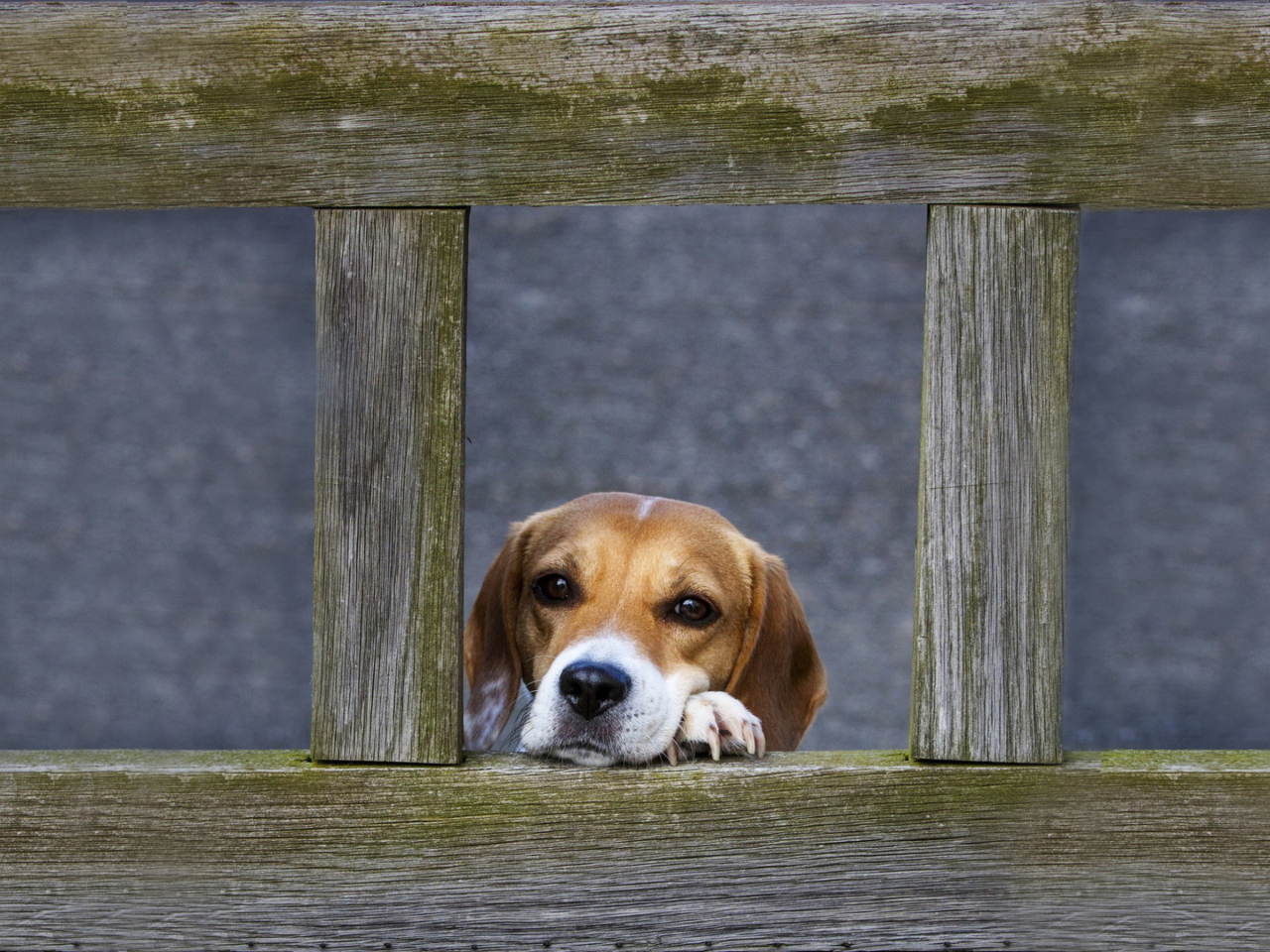 Das Dog Behind Wooden Fence Wallpaper 1280x960