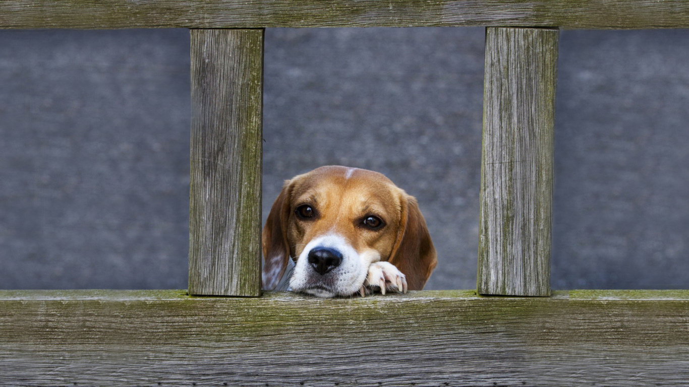 Fondo de pantalla Dog Behind Wooden Fence 1366x768