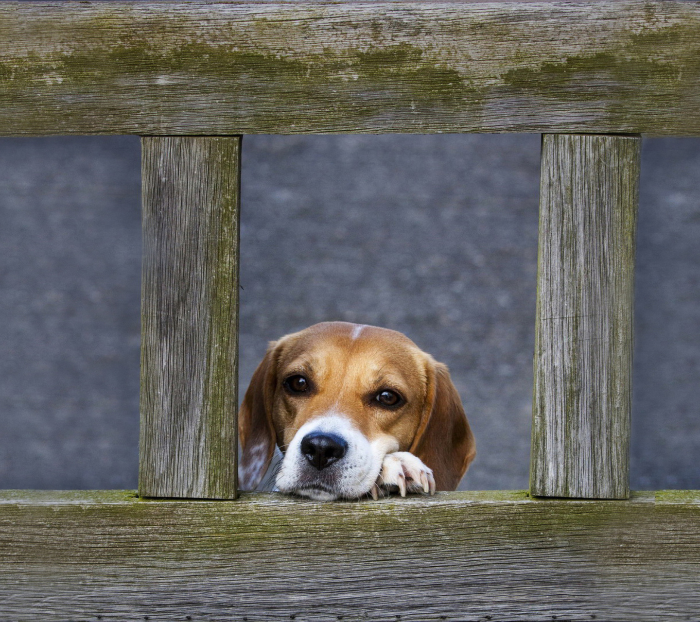 Dog Behind Wooden Fence wallpaper 1440x1280