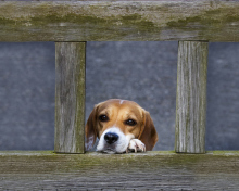 Fondo de pantalla Dog Behind Wooden Fence 220x176