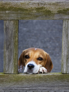 Обои Dog Behind Wooden Fence 240x320