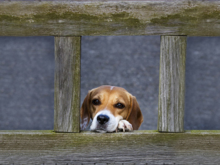 Das Dog Behind Wooden Fence Wallpaper 320x240