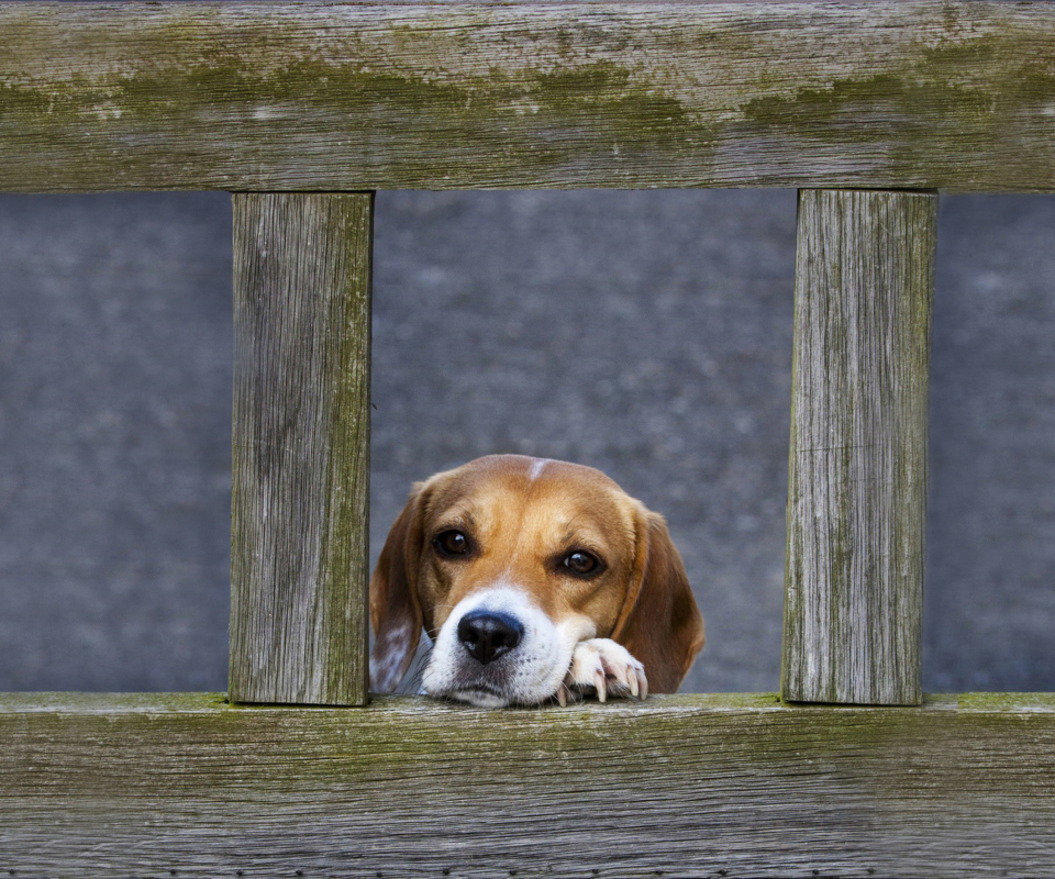 Screenshot №1 pro téma Dog Behind Wooden Fence 960x800