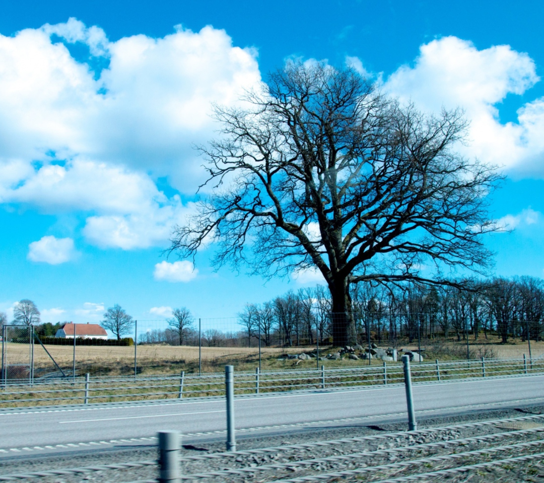 Tree And Road screenshot #1 1080x960