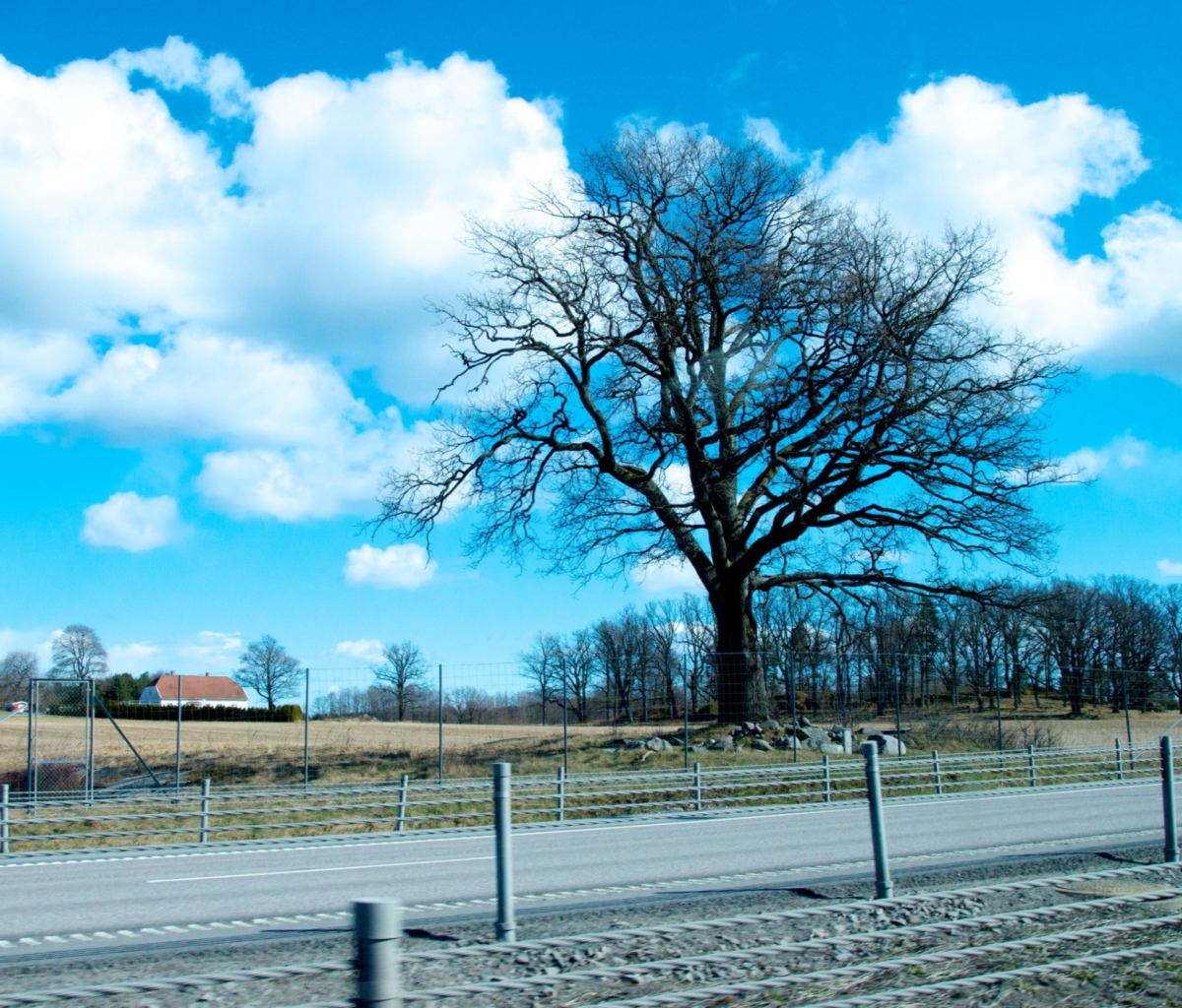 Das Tree And Road Wallpaper 1200x1024