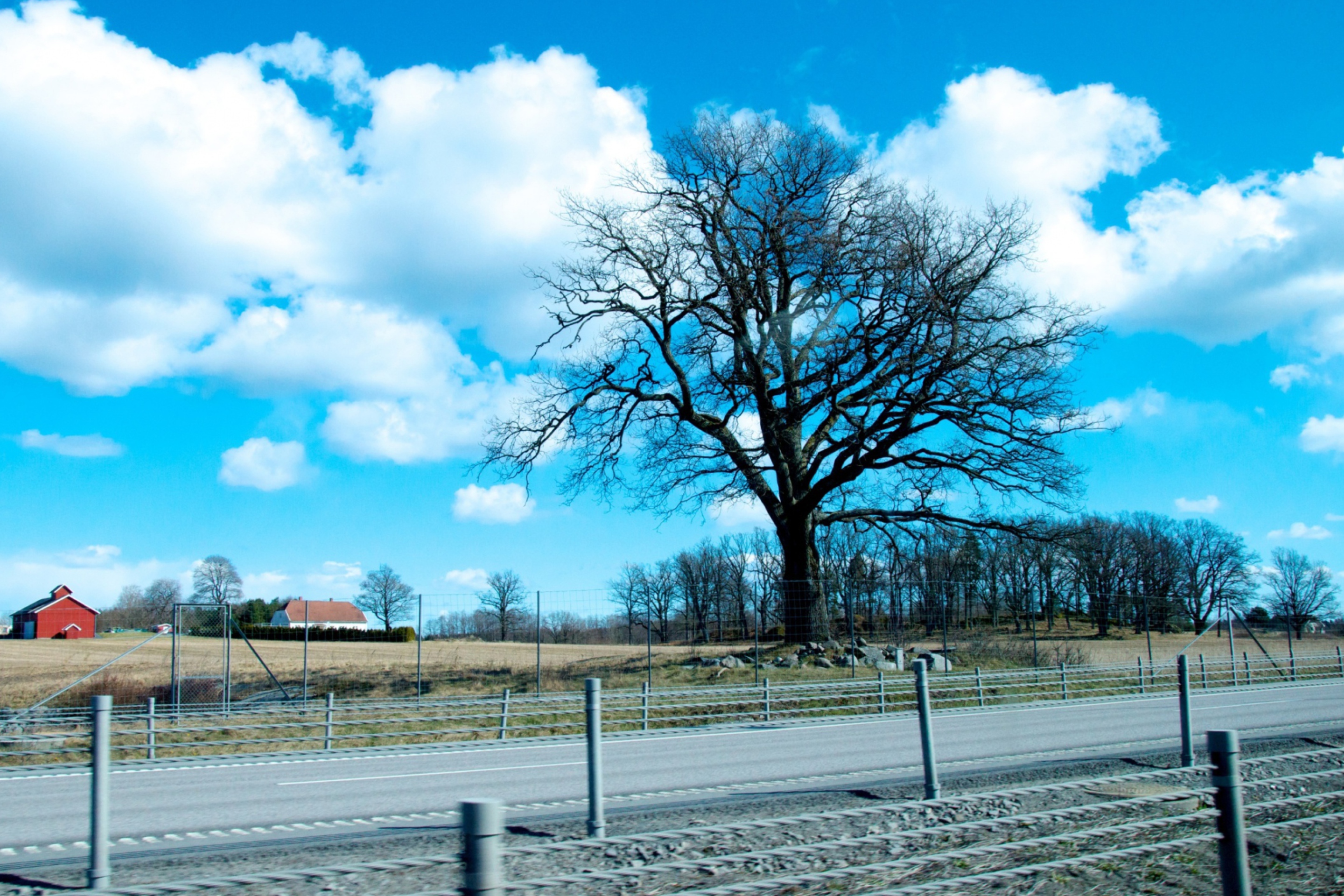 Das Tree And Road Wallpaper 2880x1920