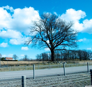 Tree And Road - Obrázkek zdarma pro 1024x1024