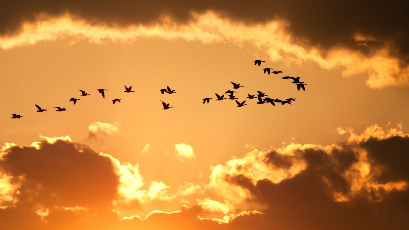 Das Golden Sky And Birds Fly Wallpaper 1366x768